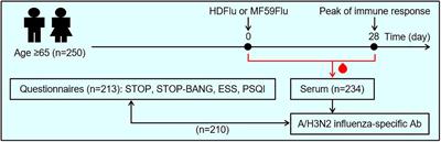 Excessive daytime sleepiness is associated with impaired antibody response to influenza vaccination in older male adults